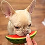 Galak is registered to the contest to win money with this photo: adorable, bite, chewing, close_up, dog, french_bulldog, fruit, hardwood_floor, human_hand, indoor, kitchen, large_ears, nose, pet, puppy, shallow_depth_of_field, snack, snout, summer, watermelon