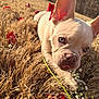 Galak is registered to the contest to win money with this photo: close_up, cute, dog, dry_grass, ears, eyes, face, field, french_bulldog, golden_hour, nose, outdoors, pet, playful, portrait, puppy, red_petals, sunlight, tongue, white_flowers