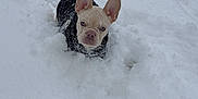 Galak joined the competition — help win amazing prizes! animal, coat, cold, cute, dog, ears_up, french_bulldog, front_view, looking_at_camera, nose, outdoor, park, pet, pet_portrait, small_dog, snow, snowbank, snowflakes, white_background, winter