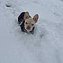animal, coat, cold, cute, dog, ears_up, french_bulldog, front_view, looking_at_camera, nose, outdoor, park, pet, pet_portrait, small_dog, snow, snowbank, snowflakes, white_background, winter