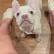 Galak joined the competition — help win amazing prizes! blue_eyes, close_up, curious, cute, dog, ears, french_bulldog, hardwood_floor, human_leg, indoor, looking_up, nose, paws, pet, portrait, puppy, slippers, small_size, standing, wrinkled_face