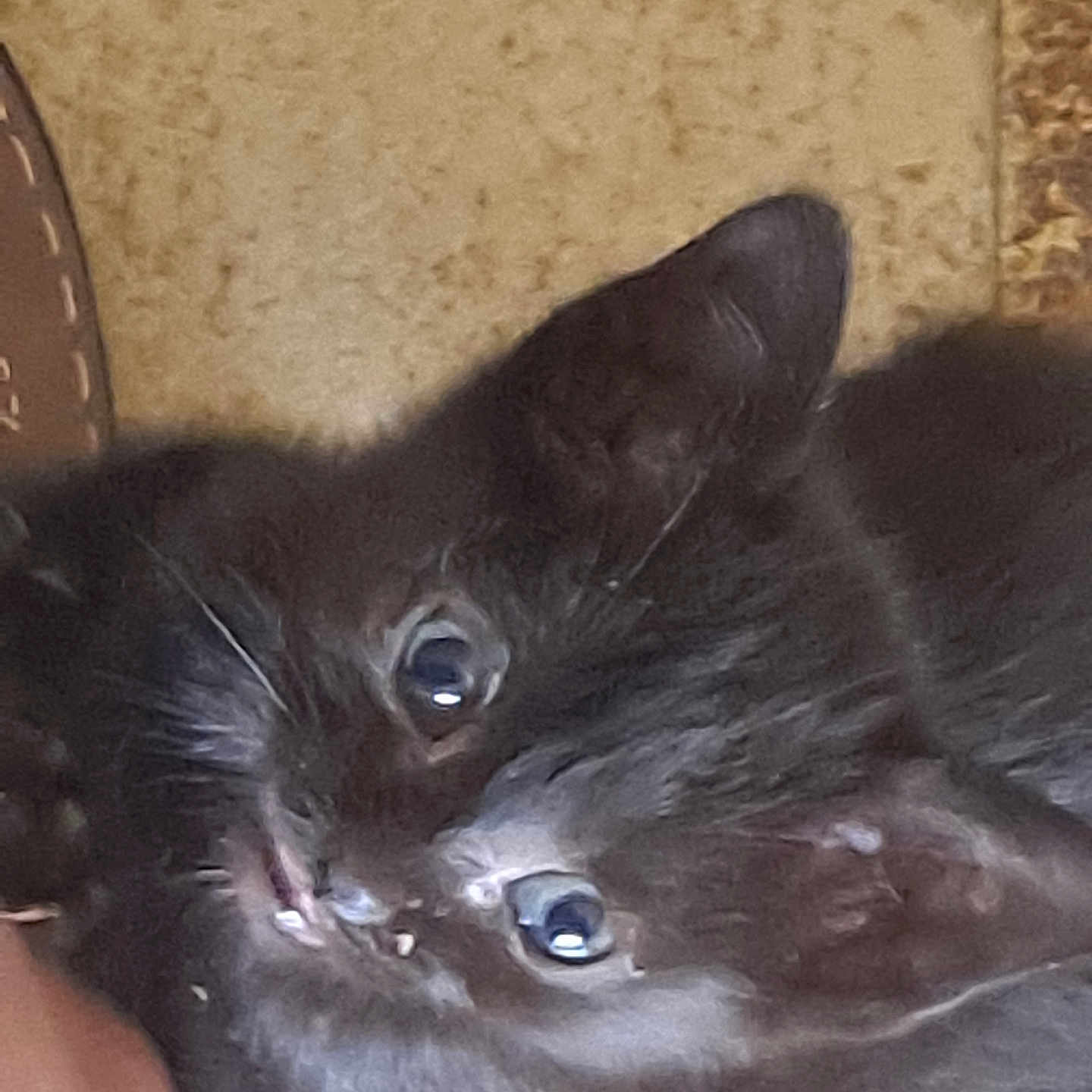 Liliane Cazeneuve participe au concours pour gagner de l'argent avec cette photo : animal, black_cat, close_up, curious, cute, domestic, ears, eyes, feline, floor, fur, indoor, kitten, looking_up, mammal, pet, portrait, small, whiskers, young