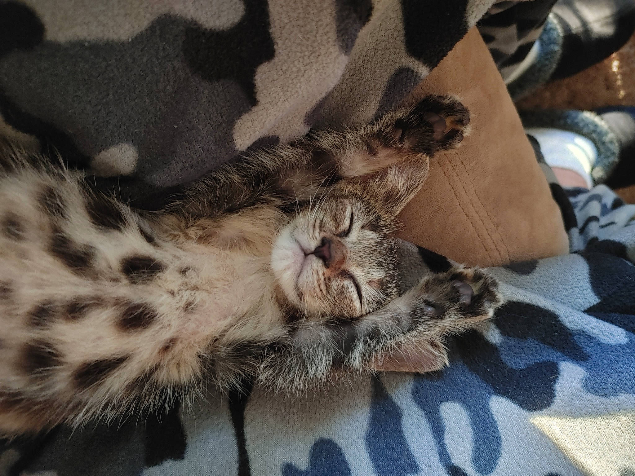 Samantha is registered to the contest to win money with this photo: bed, carnivore, cat, claw, comfort, domestic_short_haired_cat, fawn, felidae, fur, grey, leopard, linens, mammal, pattern, paw, small_to_medium_sized_cats, snout, tail, terrestrial_animal, whiskers