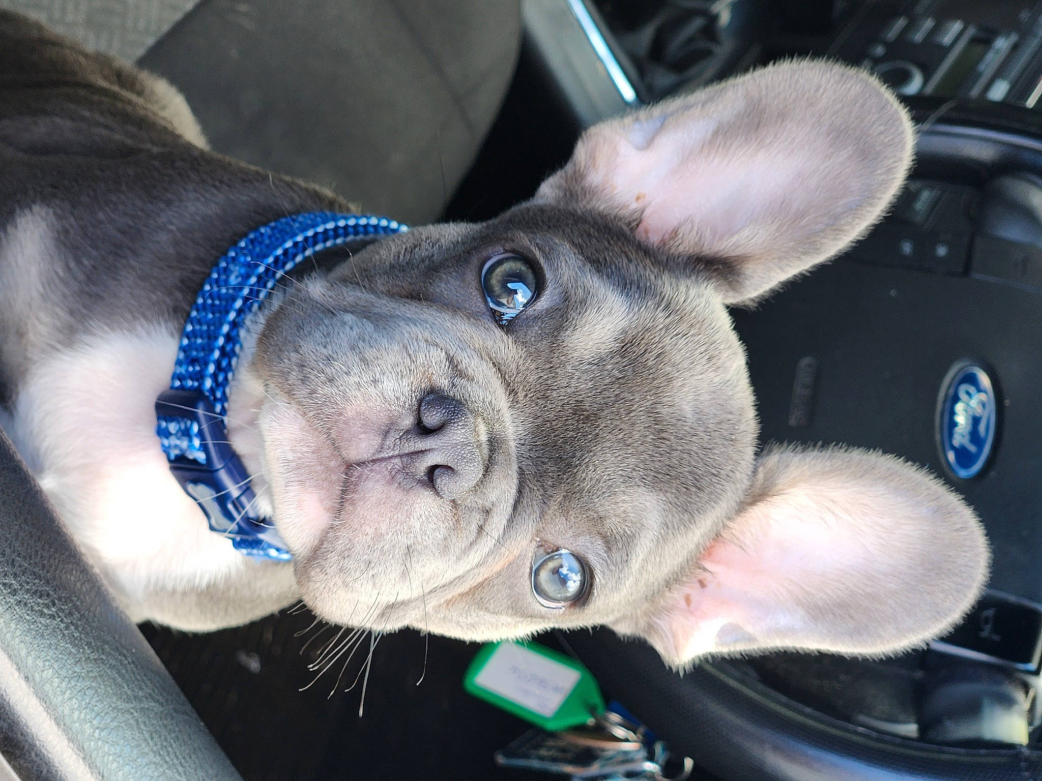 Shadow is registered to the contest to win money with this photo: auto_part, car, carnivore, collar, dog, dog_breed, ear, electric_blue, fawn, fur, non_sporting_group, snout, sporting_group, vehicle, whiskers, windshield, working_animal