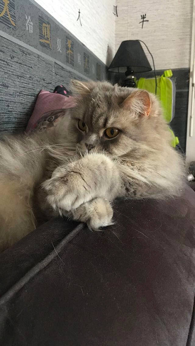 Jupiter a rejoint le concours — aidez-le/la à gagner de superbes lots ! british_longhair, canidae, carnivore, cat, claw, comfort, companion_dog, domestic_short_haired_cat, fawn, felidae, fur, maine_coon, paw, sitting, small_to_medium_sized_cats, snout, tail, terrestrial_animal, whiskers