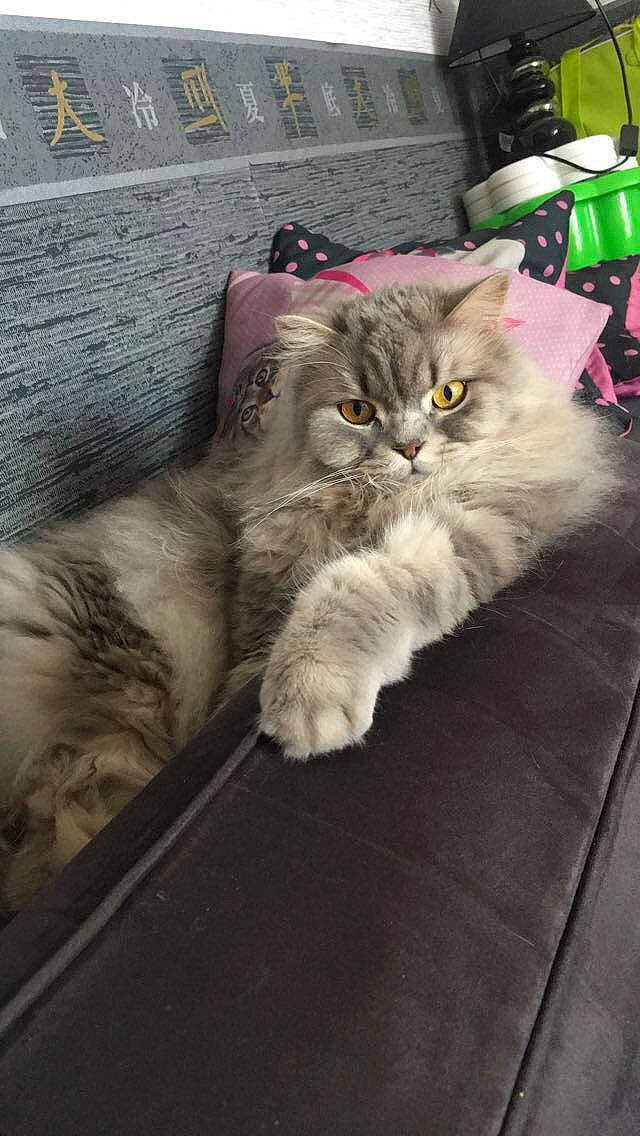 Jupiter a rejoint le concours — aidez-le/la à gagner de superbes lots ! box, carnivore, cat, claw, comfort, domestic_short_haired_cat, felidae, flooring, fur, grey, mammal, paw, plant, small_to_medium_sized_cats, tail, terrestrial_animal, whiskers, wood