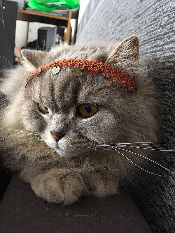 Jupiter participe au concours pour gagner de l'argent avec cette photo : british_longhair, carnivore, cat, close_up, domestic_short_haired_cat, felidae, fur, grey, maine_coon, persian, plant, small_to_medium_sized_cats, tail, terrestrial_animal, vertebrate, whiskers