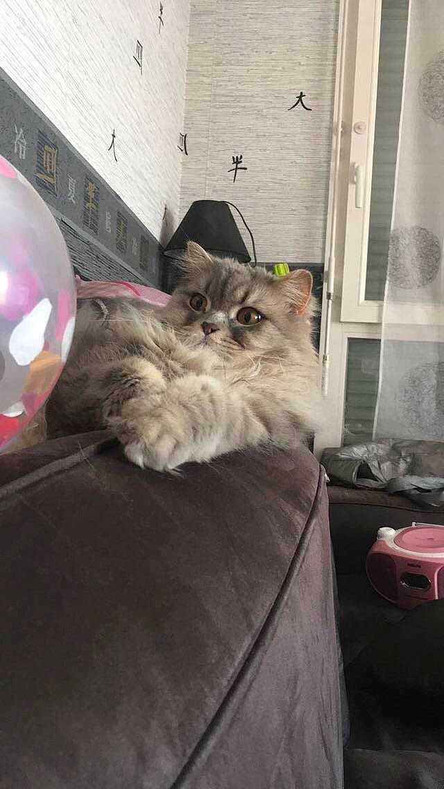 Jupiter a rejoint le concours — aidez-le/la à gagner de superbes lots ! balloon, box, carnivore, cat, comfort, couch, domestic_short_haired_cat, door, felidae, flooring, fur, grey, hardwood, paw, room, sitting, small_to_medium_sized_cats, snout, tail, whiskers