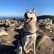 Thena a rejoint le concours — aidez-le/la à gagner de superbes lots ! dog, husky, outdoor, mountain, rocks, sky, sunny, leash, hiking, nature, happy, tongue_out, pet, animal, landscape, adventure, walking, canine, daytime, scenery