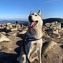 dog, husky, outdoor, mountain, rocks, sky, sunny, leash, hiking, nature, happy, tongue_out, pet, animal, landscape, adventure, walking, canine, daytime, scenery