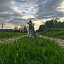 Thena participe au concours pour gagner de l'argent avec cette photo : dog, husky, grass, path, outdoor, nature, sky, clouds, trees, leash, sunset, scenic, animal, pet, field, landscape, calm, serene, walking, canine