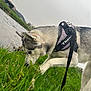 Thena a rejoint le concours — aidez-le/la à gagner de superbes lots ! dog, husky, grass, river, outdoor, nature, pet, canine, animal, leash, harness, greenery, water, sky, cloudy, sniffing, side_view, field, rural, daytime