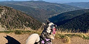Thena a rejoint le concours — aidez-le/la à gagner de superbes lots ! dog, husky, outdoor, mountain, hiking, leash, sunny, sky, landscape, nature, happy, tongue_out, canine, trail, scenic, grass, hill, shadow, adventure, pet