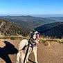 dog, husky, outdoor, mountain, hiking, leash, sunny, sky, landscape, nature, happy, tongue_out, canine, trail, scenic, grass, hill, shadow, adventure, pet