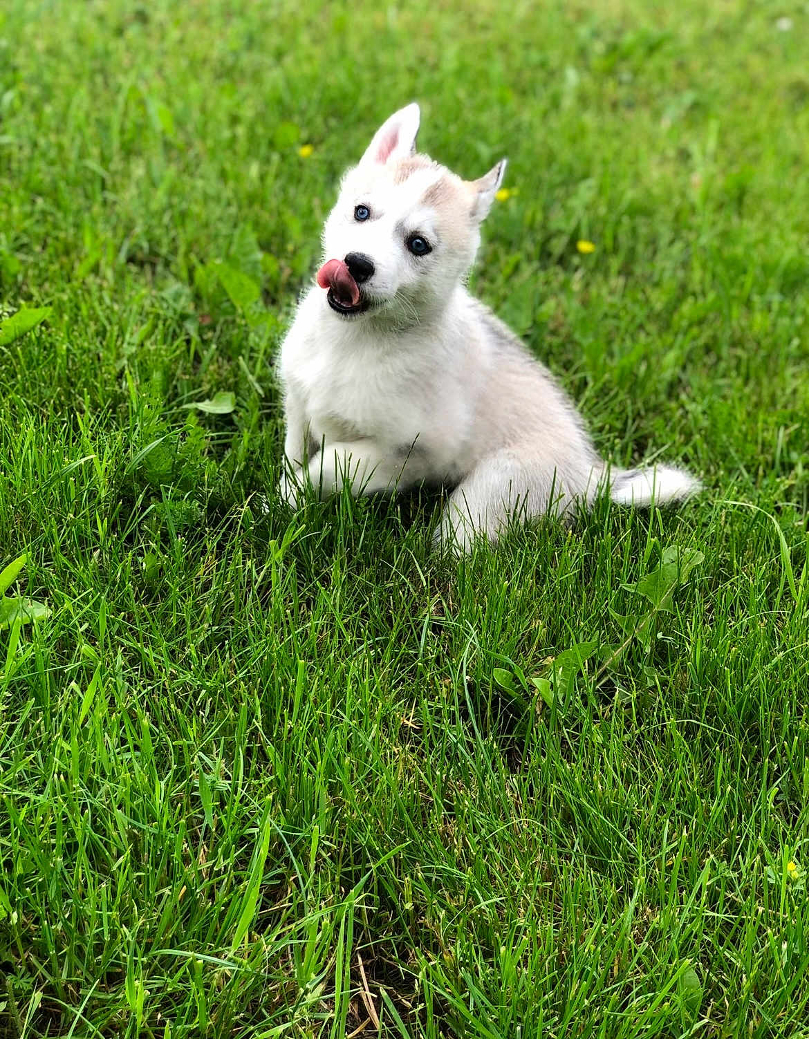 Thena a rejoint le concours — aidez-le/la à gagner de superbes lots ! puppy, dog, husky, grass, greenery, outdoor, pet, animal, cute, tongue, nature, young, sitting, fur, ears, playful, small, adorable, licking, eyes