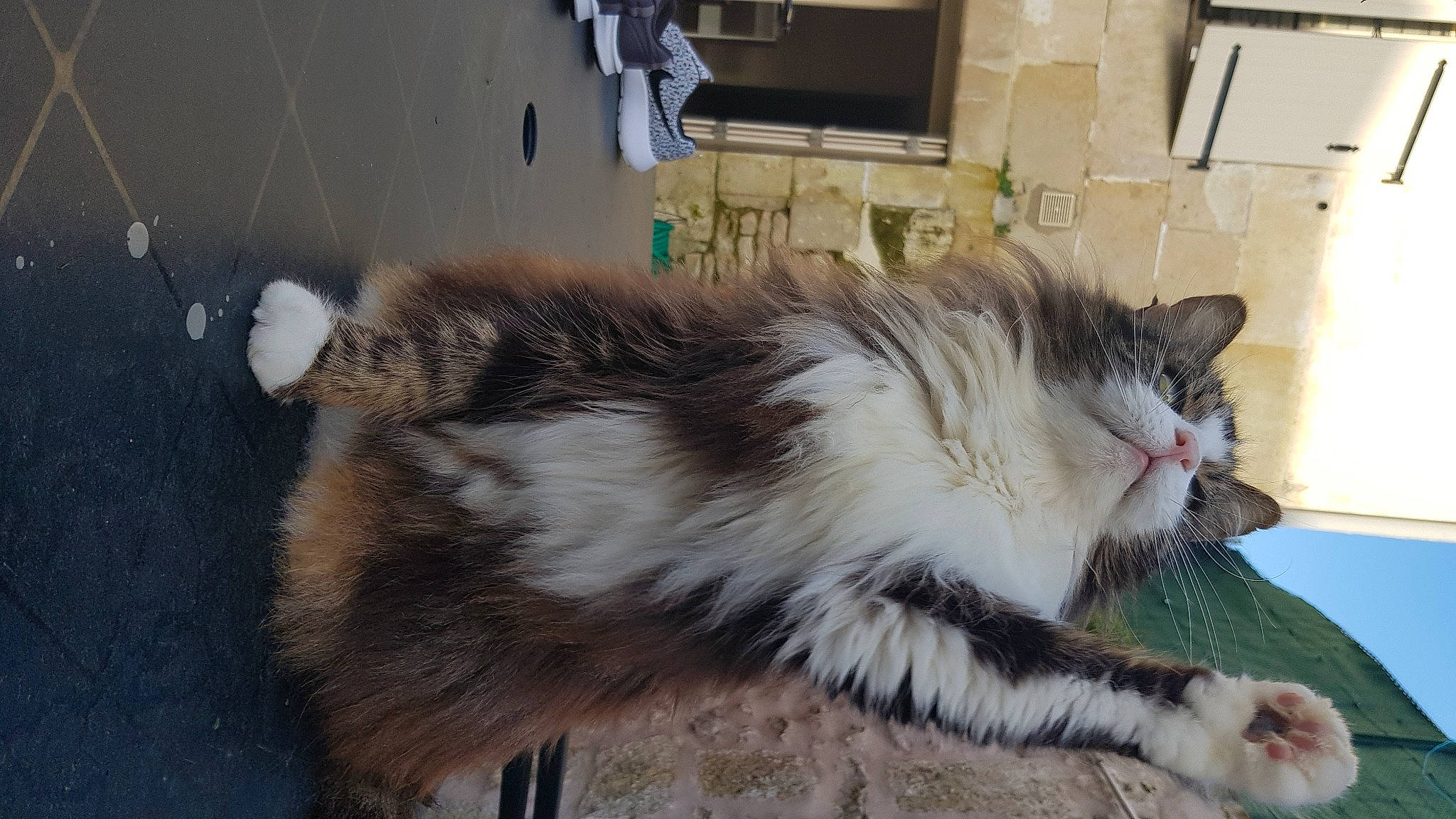 Guyzmo a rejoint le concours — aidez-le/la à gagner de superbes lots ! aegean_cat, carnivore, cat, cymric, domestic_long_haired_cat, domestic_short_haired_cat, european_shorthair, felidae, fur, kitten, mammal, norwegian_forest_cat, ragamuffin, small_to_medium_sized_cats, tail, whiskers