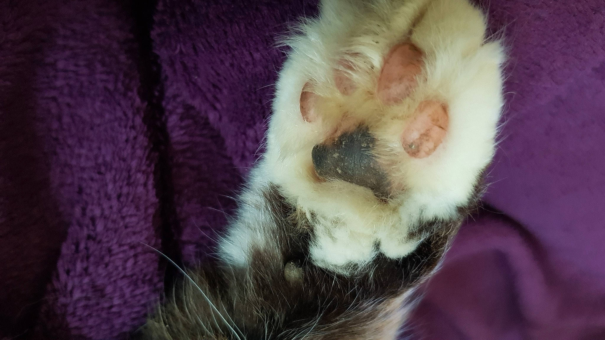 Guyzmo a rejoint le concours — aidez-le/la à gagner de superbes lots ! balinese, carnivore, cat, claw, ear, fawn, felidae, fur, paw, polydactyl_cat, small_to_medium_sized_cats, snout, tail, whiskers