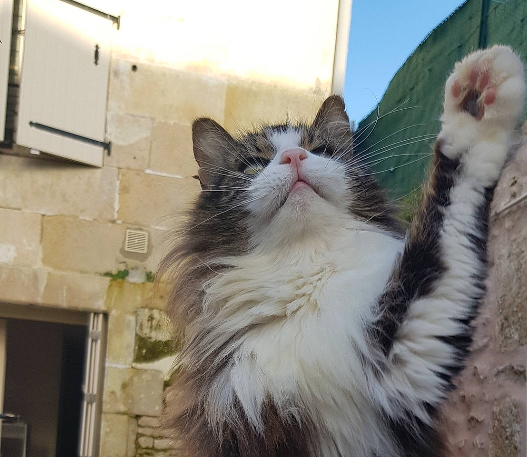 Guyzmo participe au concours pour gagner de l'argent avec cette photo : aegean_cat, american_curl, british_semi_longhair, carnivore, cat, domestic_long_haired_cat, felidae, fur, kitten, maine_coon, mammal, norwegian_forest_cat, polydactyl_cat, ragamuffin, siberian, small_to_medium_sized_cats, snapshot, tail, whiskers, window