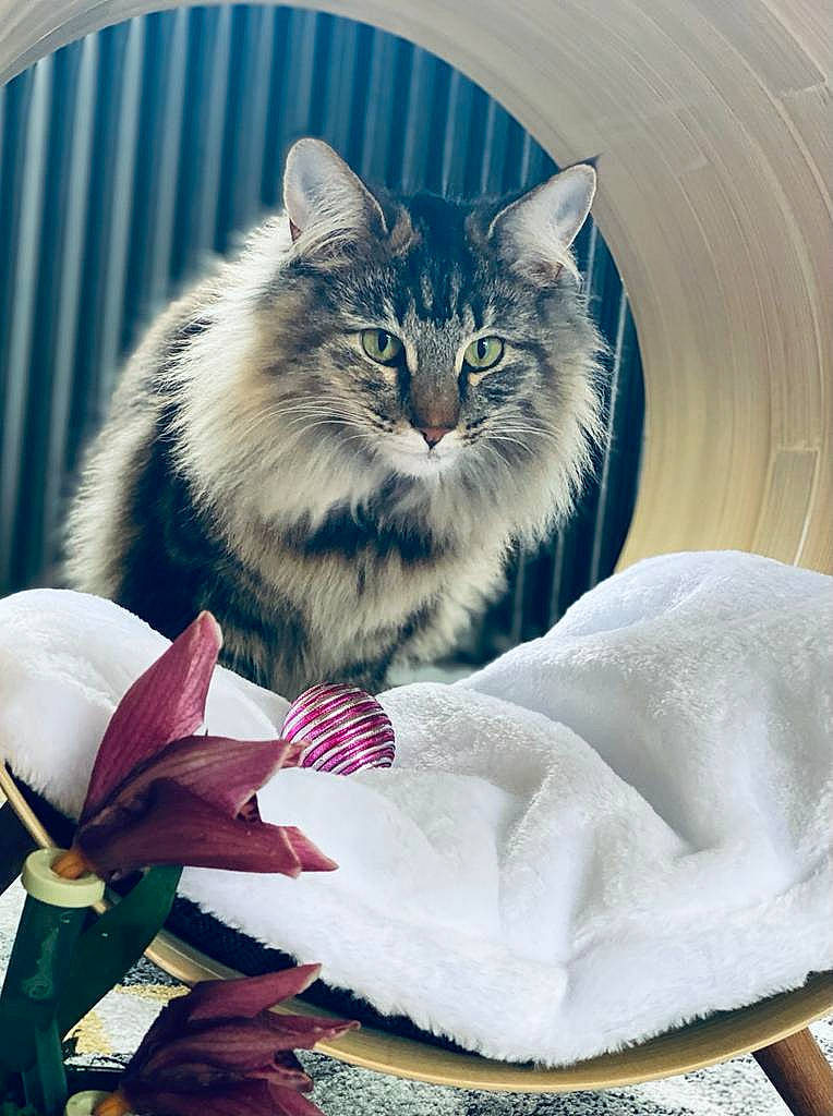 Céleste participe au concours pour gagner de l'argent avec cette photo : british_longhair, carnivore, cat, claw, comfort, event, eye, felidae, fur, iris, maine_coon, norwegian_forest_cat, paw, persian, ragdoll, small_to_medium_sized_cats, snout, tail, terrestrial_animal, whiskers