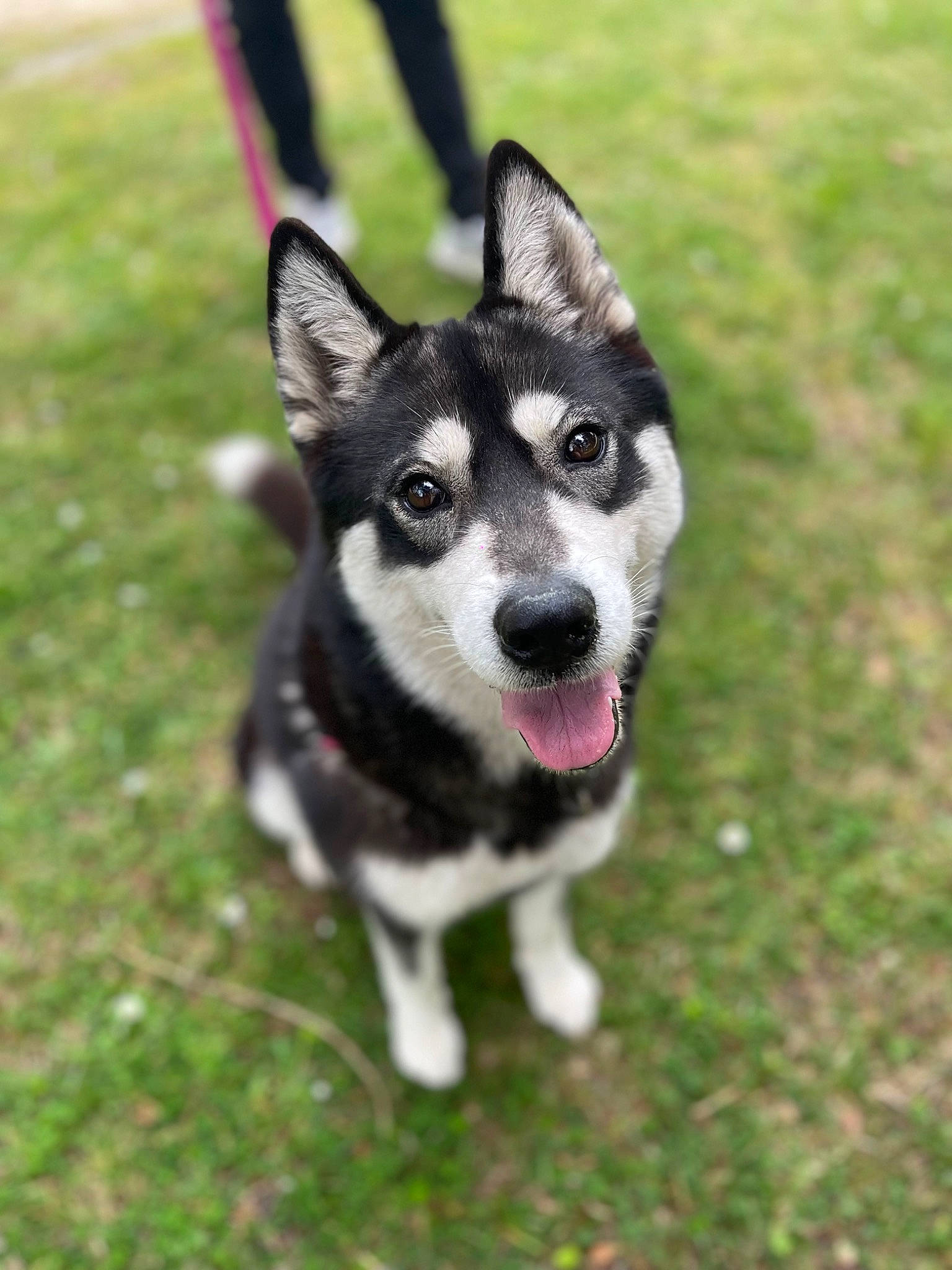 Tess participe au concours pour gagner de l'argent avec cette photo : canidae, carnivore, companion_dog, dog, dog_breed, grass, non_sporting_group, plant, siberian_husky, sled_dog, snout, sporting_group, working_animal, working_dog