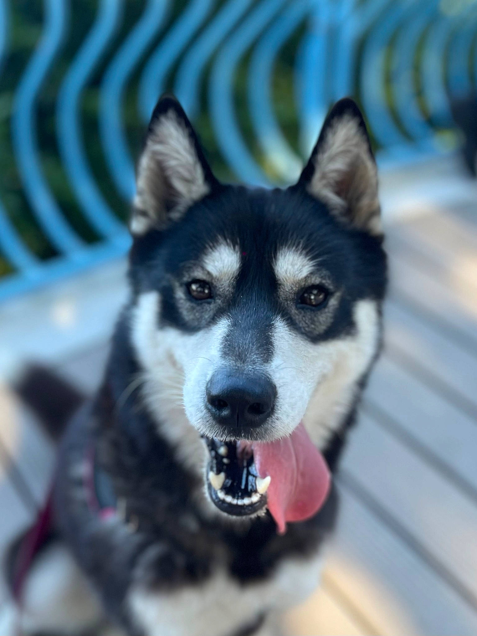 Tess participe au concours pour gagner de l'argent avec cette photo : ancient_dog_breeds, art, canidae, carnivore, companion_dog, dog, dog_breed, electric_blue, fur, non_sporting_group, puppy, siberian_husky, sled_dog, snout, sporting_group, terrestrial_animal, whiskers, wildlife, working_animal, working_dog