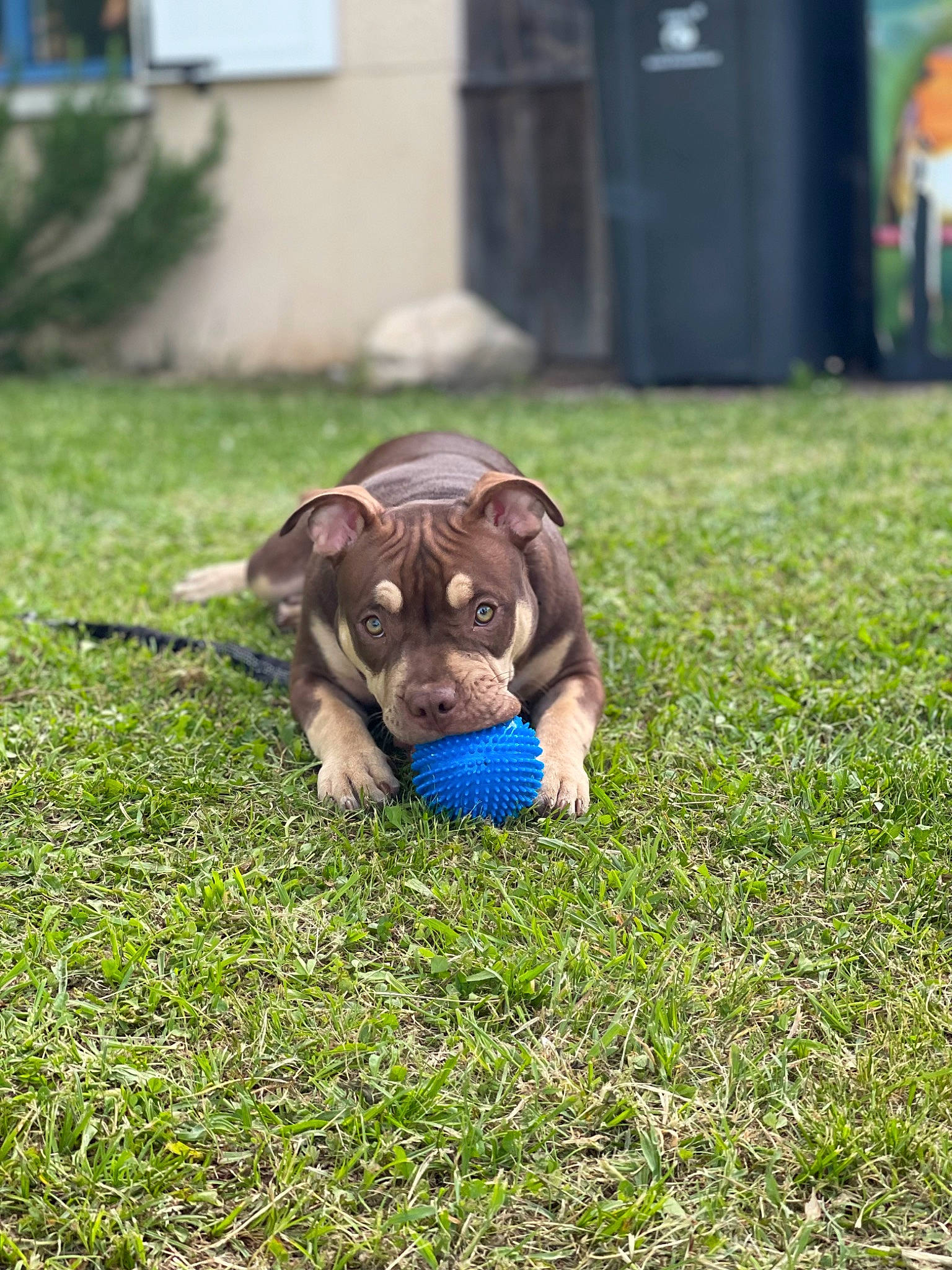 Nalah a rejoint le concours — aidez-le/la à gagner de superbes lots ! canidae, carnivore, companion_dog, dog, dog_breed, fawn, garden, grass, grassland, groundcover, lawn, liver, pasture, plant, snout, sporting_group, tail, terrestrial_animal, window, working_animal