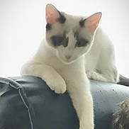 Ava a rejoint le concours — aidez-le/la à gagner de superbes lots ! animal, back_of_couch, black_patches, cat, couch, cute, domestic_cat, feline, furniture, house_pet, indoor, lazy, mammal, paw, pet, relaxing, resting, soft_focus, stretching, white_cat