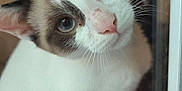 Ava a rejoint le concours — aidez-le/la à gagner de superbes lots ! animal, blue_eyes, brown_markings, cat, close_up, curious, cute, domestic_cat, ears, face, feline, indoor, looking_up, pet, portrait, reflection, soft_light, whiskers, white_fur, window