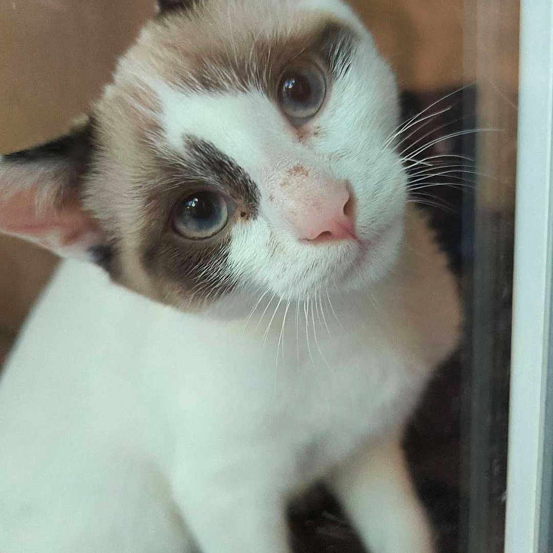Ava a rejoint le concours — aidez-le/la à gagner de superbes lots ! animal, blue_eyes, brown_markings, cat, close_up, curious, cute, domestic_cat, ears, face, feline, indoor, looking_up, pet, portrait, reflection, soft_light, whiskers, white_fur, window