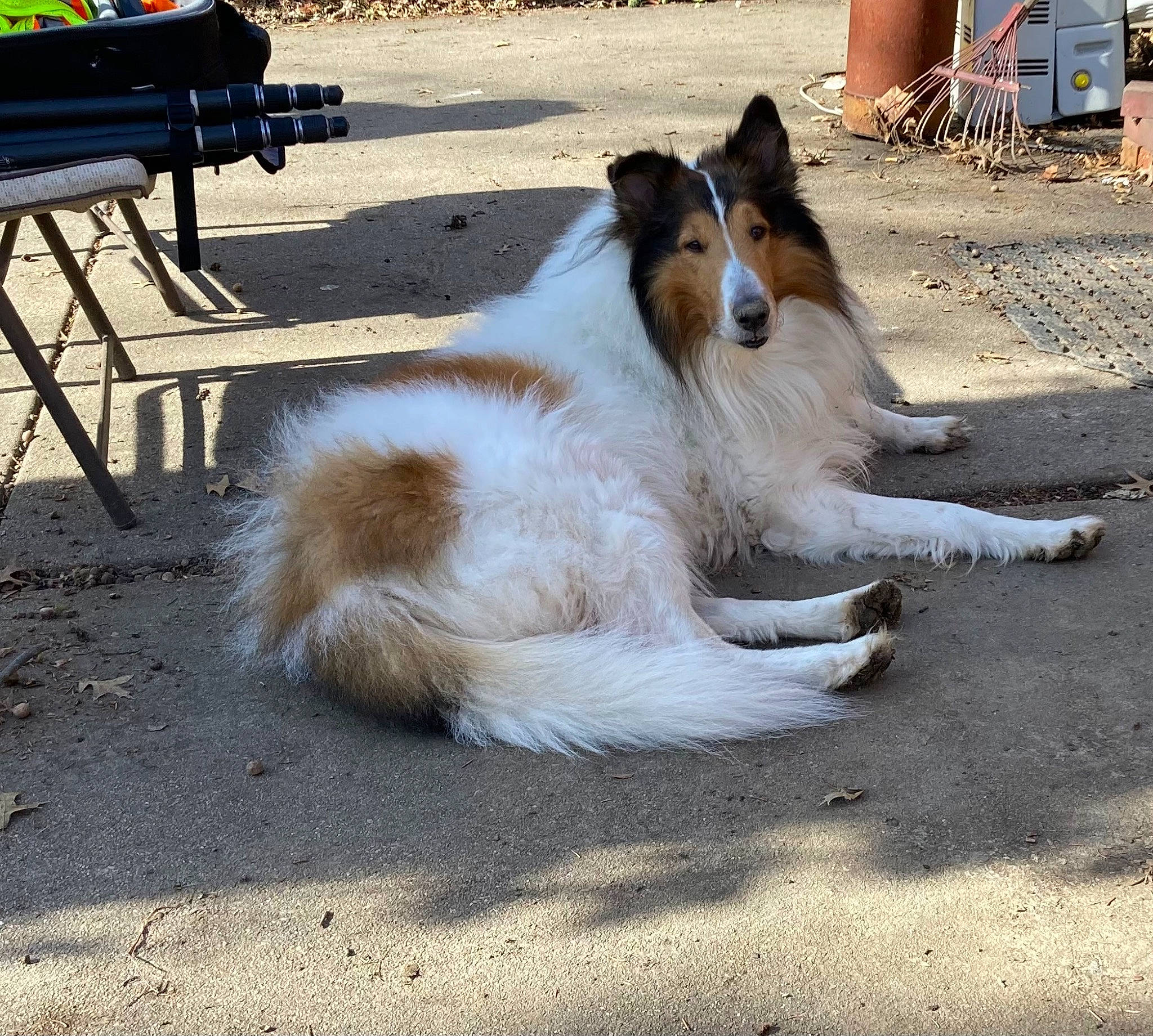 Deacon is registered to the contest to win money with this photo: asphalt, carnivore, companion_dog, dog, dog_breed, fawn, fur, herding_dog, outdoor_furniture, road_surface, rough_collie, scotch_collie, shetland_sheepdog, snout, sporting_group, street_dog, tail, terrestrial_animal, working_animal, working_dog