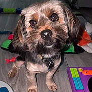 Platypus is registered to the contest to win money with this photo: animal, black_nose, brown_fur, collar, curious, cute, dog, domestic_animal, ears, eyes, floor, floor_toys, head_tilt, indoor, looking_up, pet, playful, small_dog, toy, wooden_floor