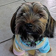 Platypus is registered to the contest to win money with this photo: dog, pet, animal, indoor, floor, tile, shirt, clothing, collar, tag, cute, fluffy, fur, sitting, portrait, brown, beige, pastel_colors, small_dog, adorable