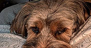 Platypus joined the competition — help win amazing prizes! animal, bedroom, blanket, brown, closeup, cozy, cute, dog, fur, indoor, mushroom, muzzle, nose, pattern, pet, portrait, relaxed, resting, sleepy, tapestry
