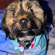 Platypus joined the competition — help win amazing prizes! dog, puppy, close_up, nose, fur, pet, collar, hoodie, blanket, bed, indoor, portrait, whiskers, paws, eyes, cute, fluffy, flash, bokeh, sleepy