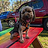 Platypus joined the competition — help win amazing prizes! animal, bench, blue_truck, canine, daytime, dog, grass, happy, harness, outdoor, park, pet, picnic_table, rainbow_colors, red_suv, smiling, sunny, tongue_out, trees, vehicle