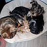 Smudge is registered to the contest to win money with this photo: dog, puppy, dog_bed, sleeping, curious, cozy, fur, black_fur, brown_fur, pet, indoor, wooden_floor, tattoo, resting, animal, cute, small_dog, companion, relaxed, snuggling