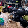 Smudge is registered to the contest to win money with this photo: dog, sleeping, couch, pet_toys, indoor, resting, collar, black_fur, brown_fur, white_fur, floral_pattern, soft_lighting, cozy, bed, floor, household, relaxation, companion, animal, cute