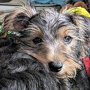 Smudge is registered to the contest to win money with this photo: puppy, dog, close_up, fur, resting, cute, collar, black_fur, face, pet, animal, indoor, looking, soft_light, adorable, young_dog, portrait, tired, whiskers, expression