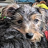 puppy, dog, close_up, fur, resting, cute, collar, black_fur, face, pet, animal, indoor, looking, soft_light, adorable, young_dog, portrait, tired, whiskers, expression