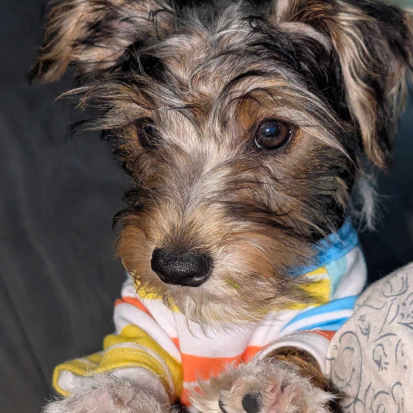 Smudge joined the competition — help win amazing prizes! dog, puppy, pet, fur, cute, animal, paw, sweater, colorful, striped, face, close_up, portrait, indoor, cozy, blanket, curious, small_dog, whiskers, ears