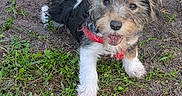 Smudge joined the competition — help win amazing prizes! puppy, dog, grass, dirt, outdoor, pet, animal, young_dog, fur, happy, tongue_out, playful, red_harness, small_dog, nature, greenery, cute, scruffy, standing, close_up