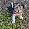 puppy, dog, grass, dirt, outdoor, pet, animal, young_dog, fur, happy, tongue_out, playful, red_harness, small_dog, nature, greenery, cute, scruffy, standing, close_up