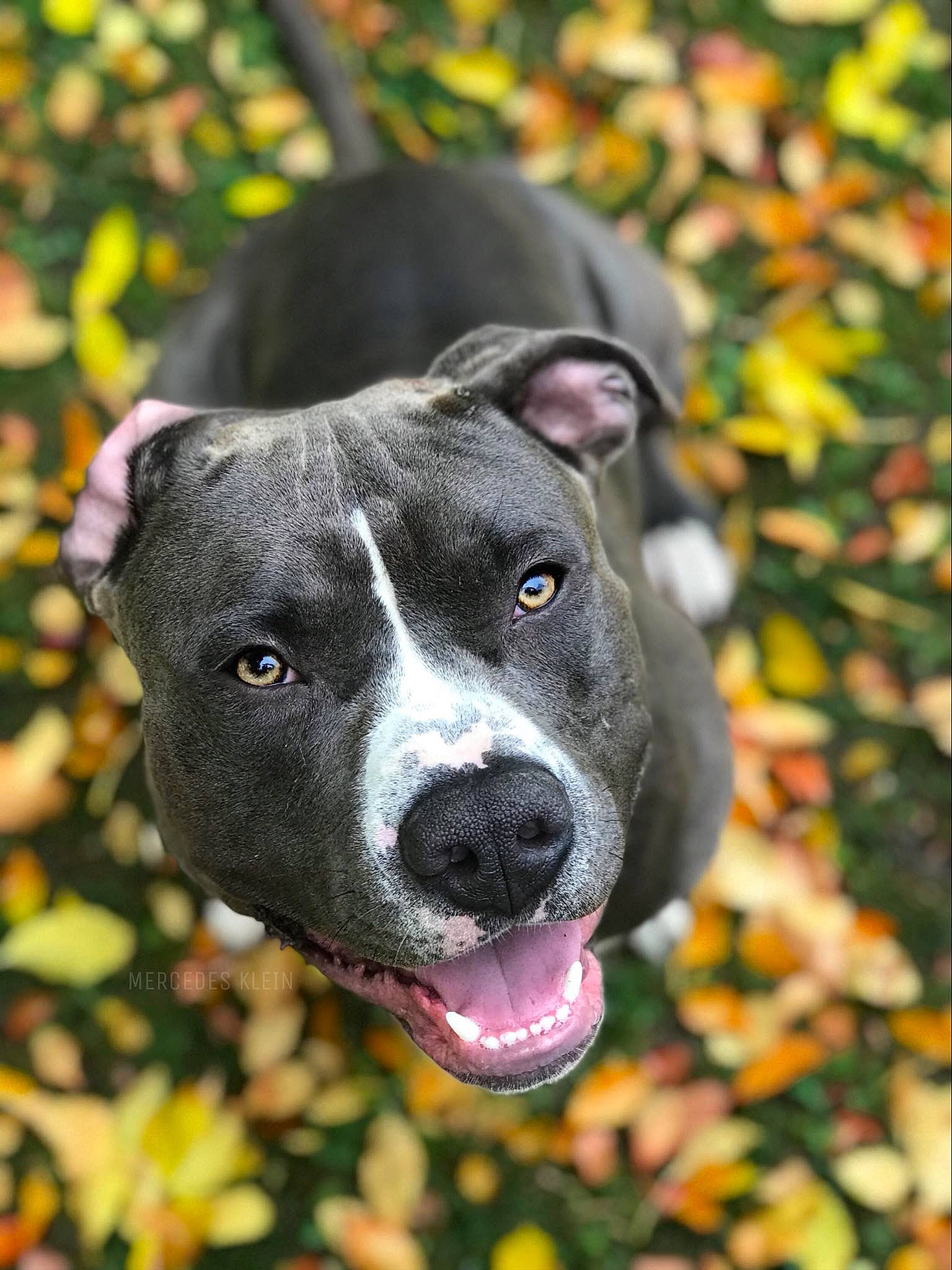 Marley is registered to the contest to win money with this photo: alaunt, american_pit_bull_terrier, american_staffordshire_terrier, canidae, carnivore, dog, dog_breed, fawn, grass, mammal, non_sporting_group, nose, pit_bull, plant, snout, sporting_group, staffordshire_bull_terrier, terrier, vertebrate, whiskers