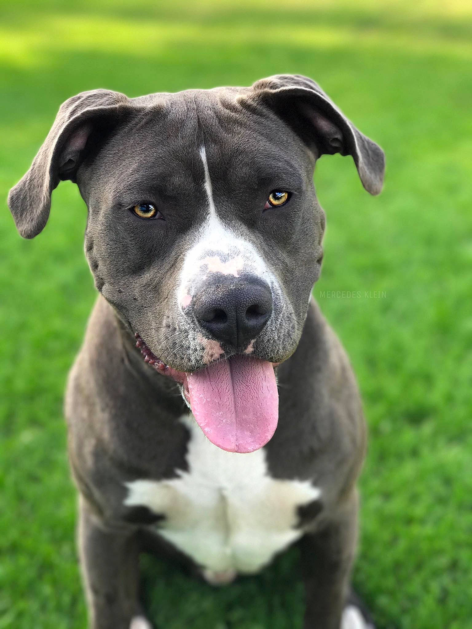 Marley is registered to the contest to win money with this photo: alaunt, american_pit_bull_terrier, american_staffordshire_terrier, canidae, carnivore, catahoula_bulldog, dog, dog_breed, grass, mammal, non_sporting_group, old_english_terrier, pit_bull, plant, rare_breed_dog, snout, sporting_group, staffordshire_bull_terrier, vertebrate, whiskers