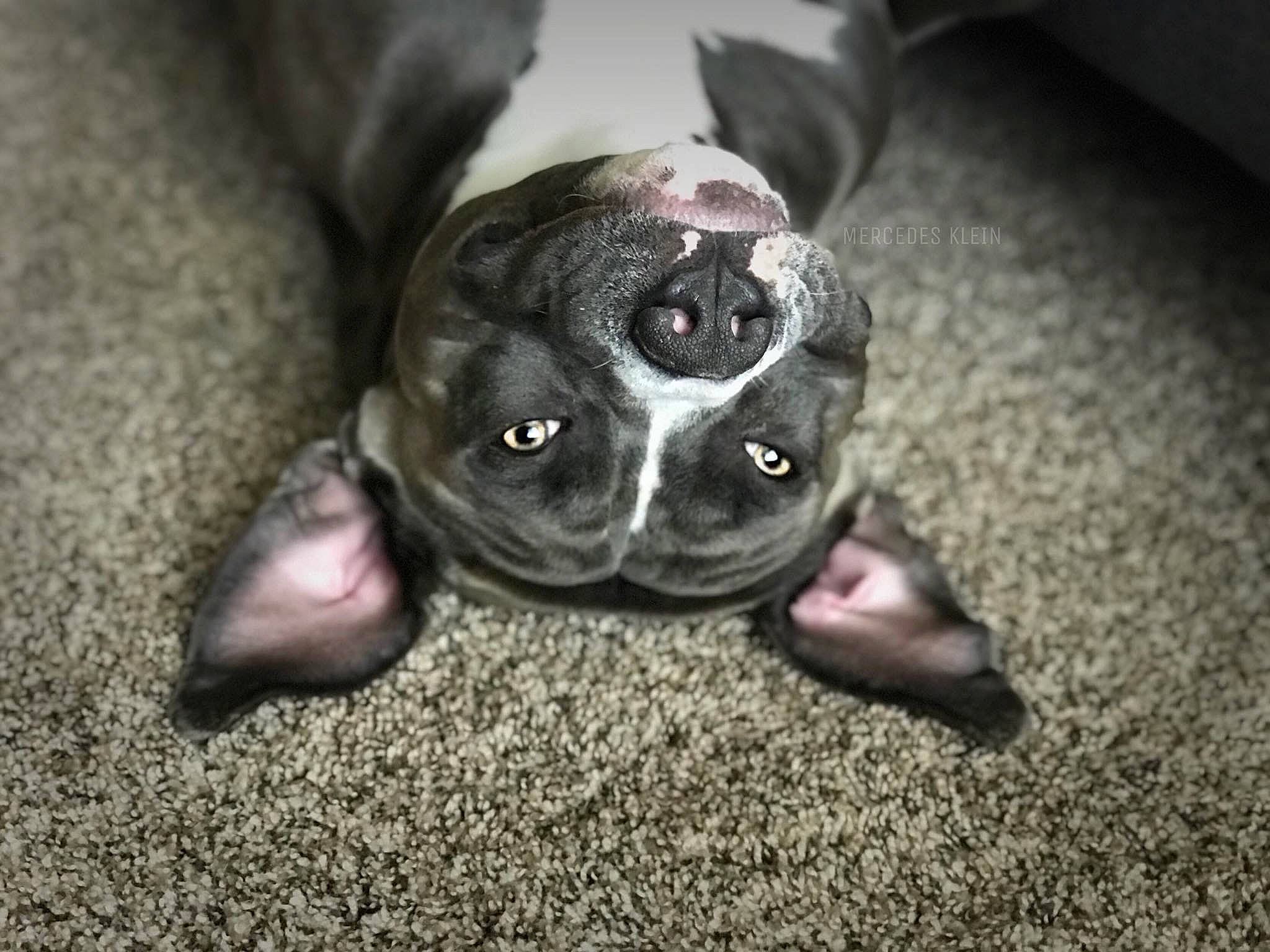 Marley is registered to the contest to win money with this photo: american_pit_bull_terrier, boston_terrier, canidae, carnivore, companion_dog, dog, dog_breed, fawn, french_bulldog, mammal, non_sporting_group, olde_english_bulldogge, puppy, snout, valley_bulldog, vertebrate