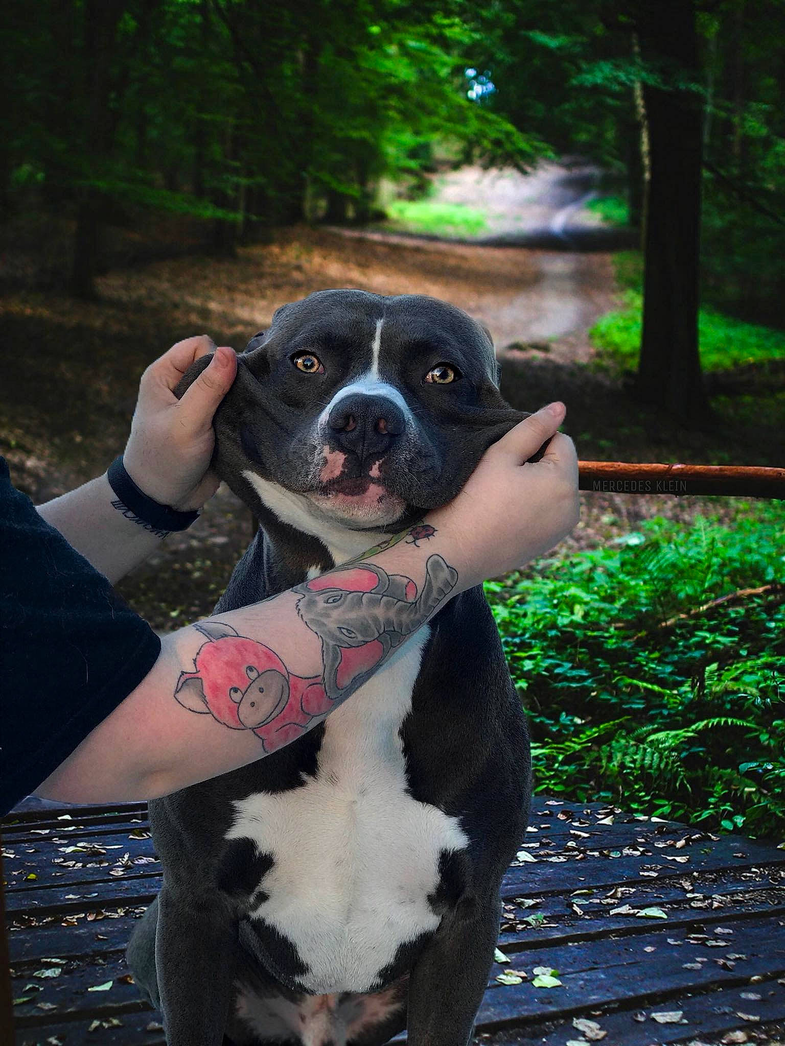 Marley joined the competition — help win amazing prizes! american_pit_bull_terrier, american_staffordshire_terrier, canidae, carnivore, companion_dog, dog, dog_breed, fawn, mammal, non_sporting_group, pit_bull, snout, sporting_group, vertebrate