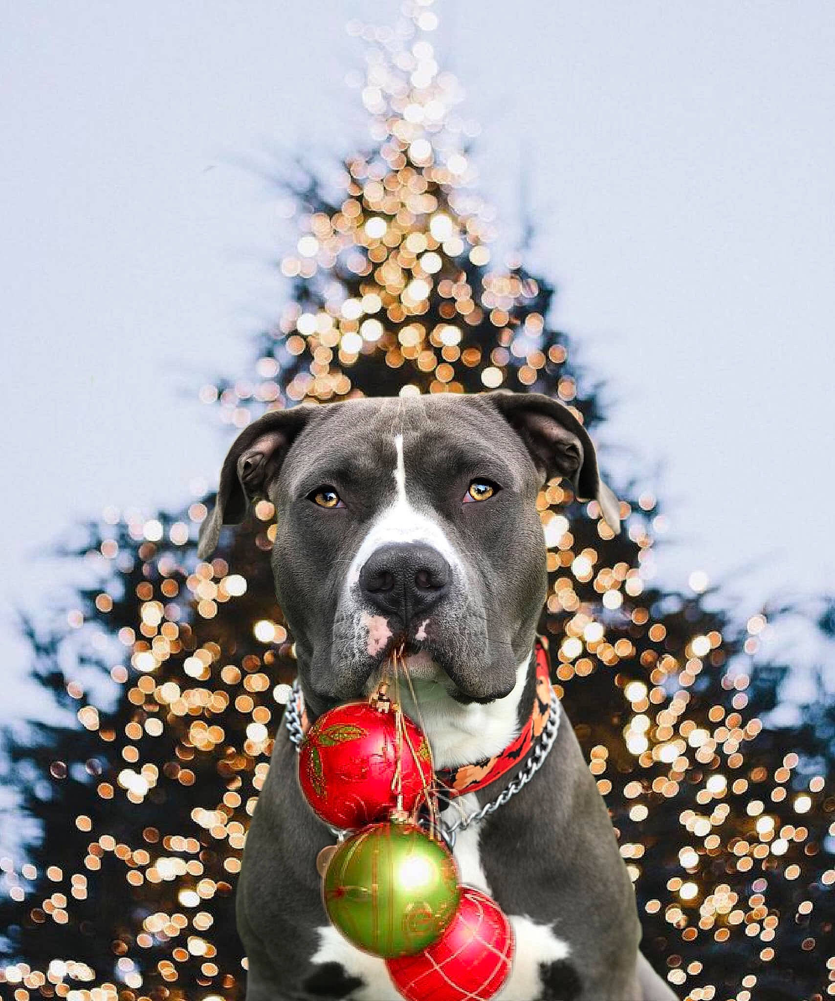 Marley is registered to the contest to win money with this photo: american_pit_bull_terrier, american_staffordshire_terrier, cane_corso, canidae, carnivore, christmas_ornament, christmas_tree, dog, dog_breed, fawn, non_sporting_group, pit_bull, rare_breed_dog, snout, sporting_group, tree