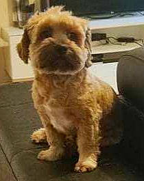 Choko a rejoint le concours — aidez-le/la à gagner de superbes lots ! canidae, carnivore, companion_dog, computer_keyboard, dog, dog_breed, fawn, fur, liver, maltepoo, puppy_love, small_terrier, snout, sporting_group, terrestrial_animal, terrier, toy_dog, water_dog, working_animal, yorkipoo