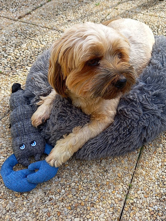 Choko a rejoint le concours — aidez-le/la à gagner de superbes lots ! canidae, carnivore, companion_dog, dog, dog_breed, dog_collar, dog_supply, electric_blue, fur, liver, maltepoo, pet_supply, small_terrier, snout, sporting_group, terrestrial_animal, terrier, toy_dog, water_dog, working_animal