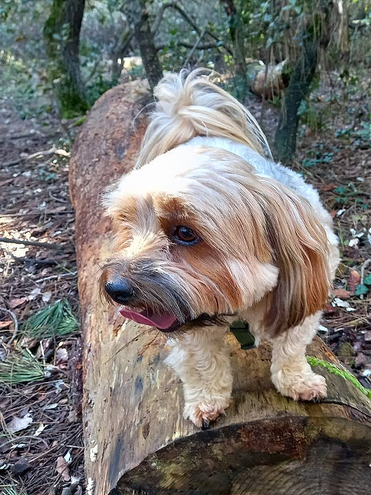 Choko a rejoint le concours — aidez-le/la à gagner de superbes lots ! carnivore, companion_dog, dog, dog_breed, fawn, fur, grass, liver, plant, small_terrier, snout, soil, sporting_group, terrestrial_animal, terrier, toy_dog, tree, trunk, wood, working_animal